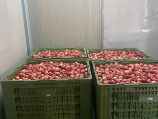 Gala devil 30t for sale in a box, packed
