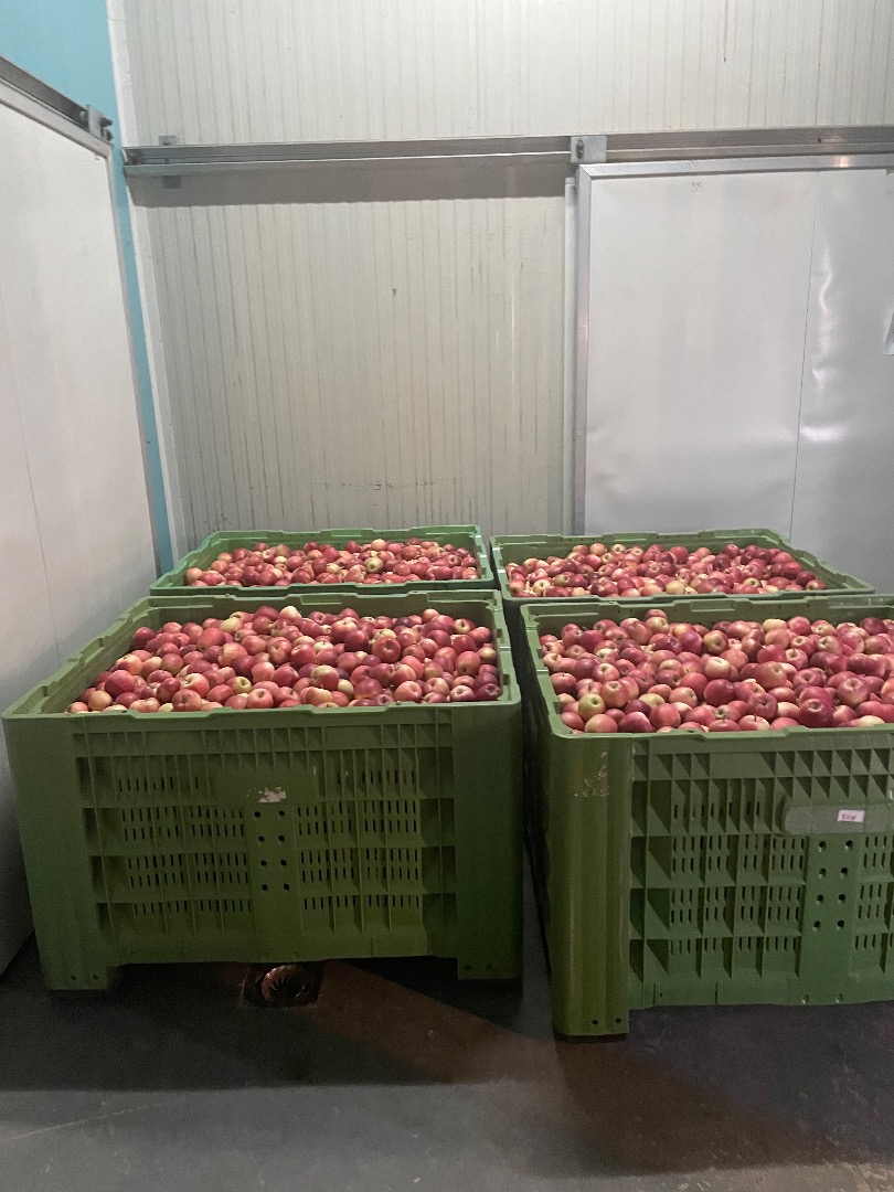 Gala devil 30t for sale in a box, packed around 320 kg per box