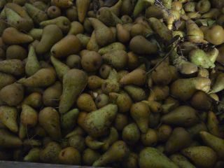 I will sell conference pears intended for the drying