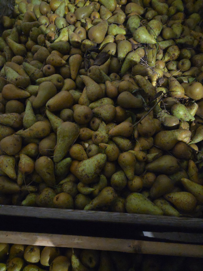 I will sell conference pears intended for the drying or juice industry