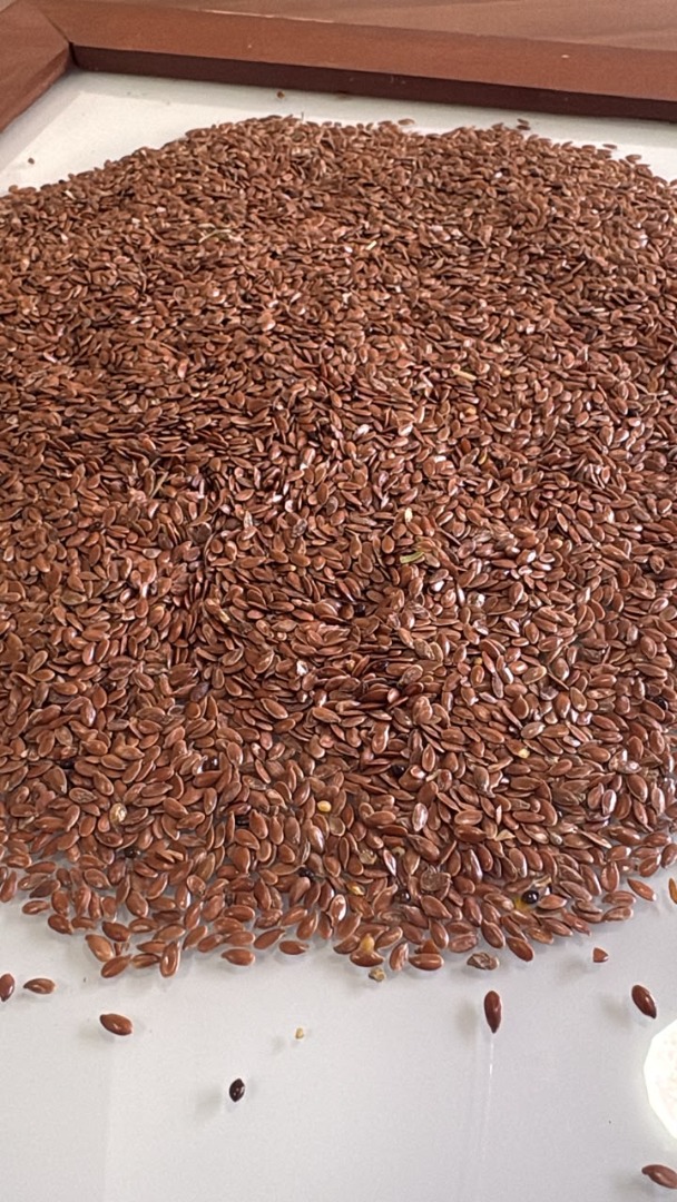 Kazakhstan-origin oil flaxseed available for export