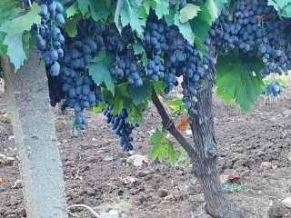 Black Pearl dessert grapes