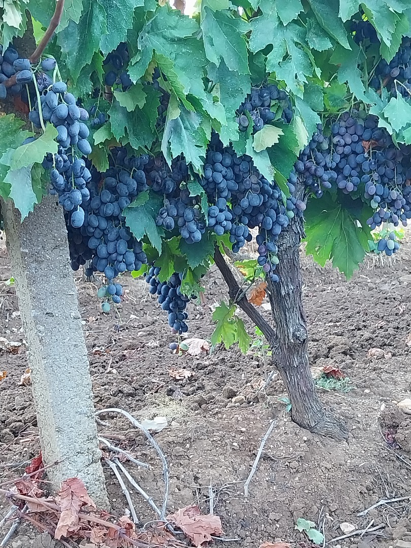 Black Pearl dessert grapes