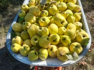 I am selling 500 kg of organic quince.