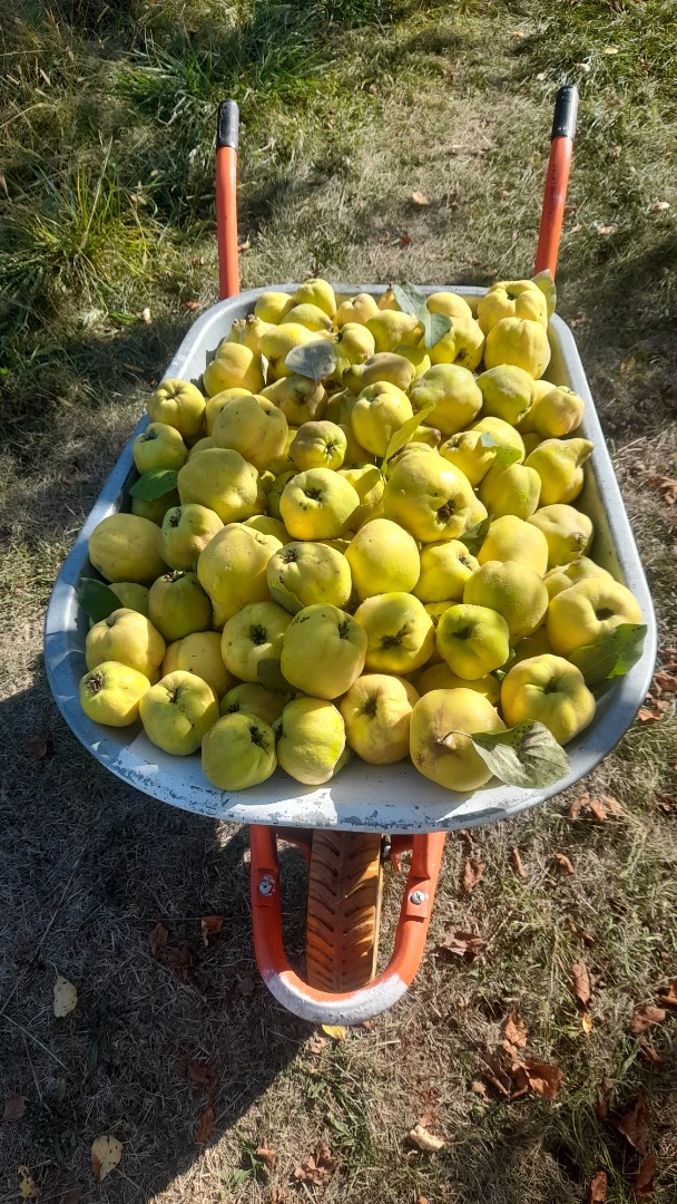 I am selling 500 kg of organic quince
