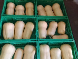 Hello. I have a butternut squash for sale. For