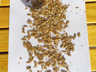 I will sell spelt in husk from 2026 Price