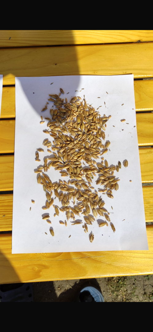 I will sell spelt in husk from 2026 Price 2000/t Delivery possible from 100kg Podkarpacie