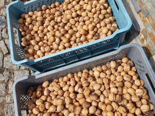I will sell fresh walnuts, this year's harvest, about