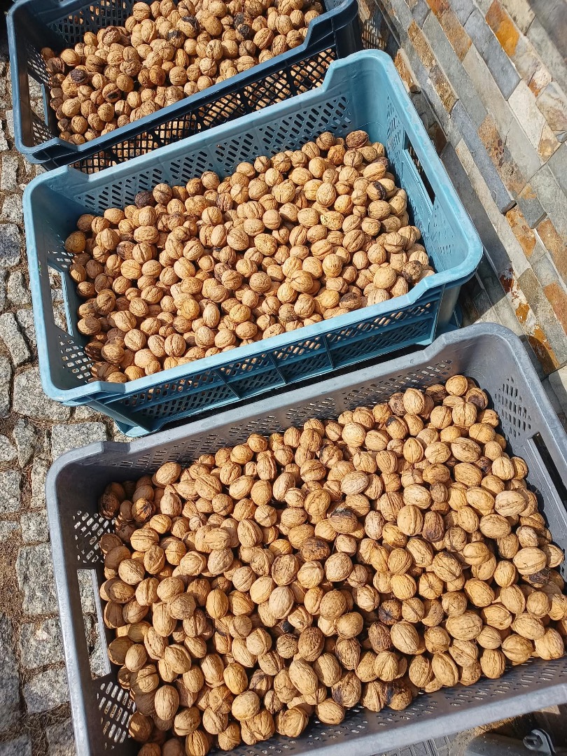 I will sell fresh walnuts, this year's harvest, about 1 ton, price PLN 15 per kilogram, negotiable