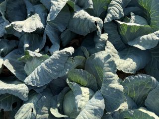 I sell cabbage in large quantities, 3-5 kg, ideal