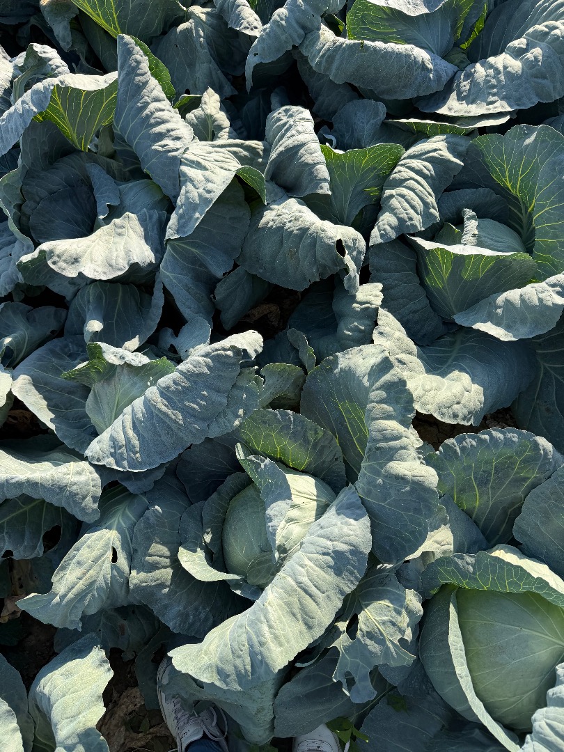 I sell cabbage in large quantities, 3-5 kg, ideal for pickling, we provide transport for large quantities