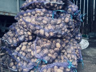 Soraya potatoes, size 55+. Organic, fertilizer-free. We're a small