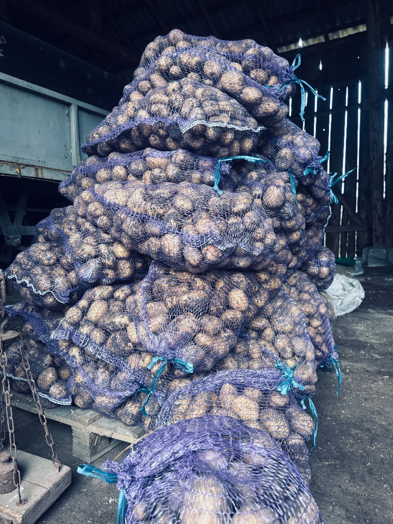 Soraya potatoes, size 55+