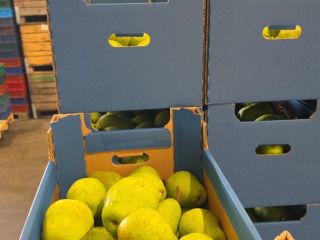I will sell a Lukasovka pear