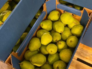 I will sell a Lukasovka pear