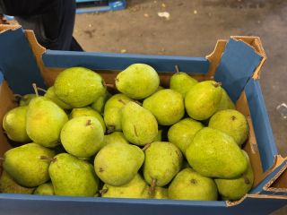 I will sell a Lukasovka pear