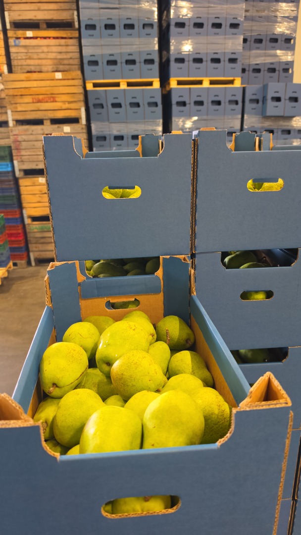 I will sell a Lukasovka pear