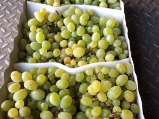 I will sell grapes for the industry, for example