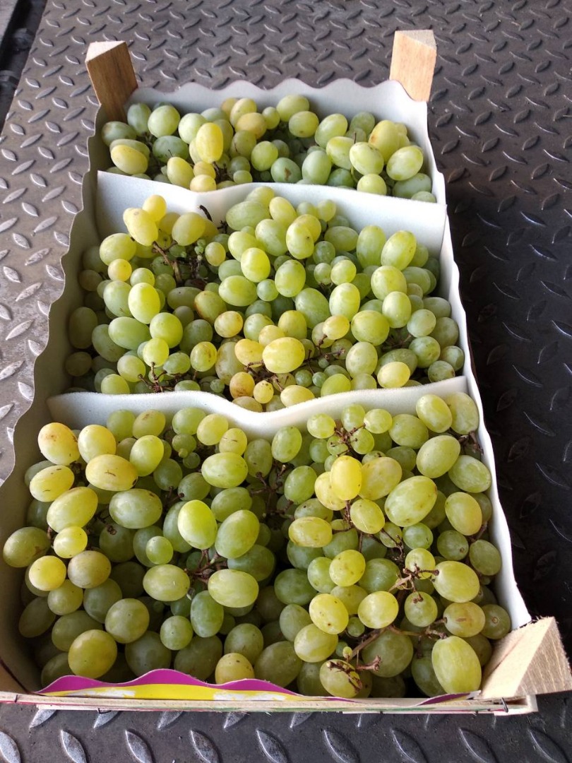 I will sell grapes for the industry, for example for pressing, juice, concentrate, etc