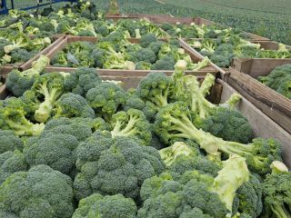 I'm selling large quantities of 500+ club broccoli, carefully