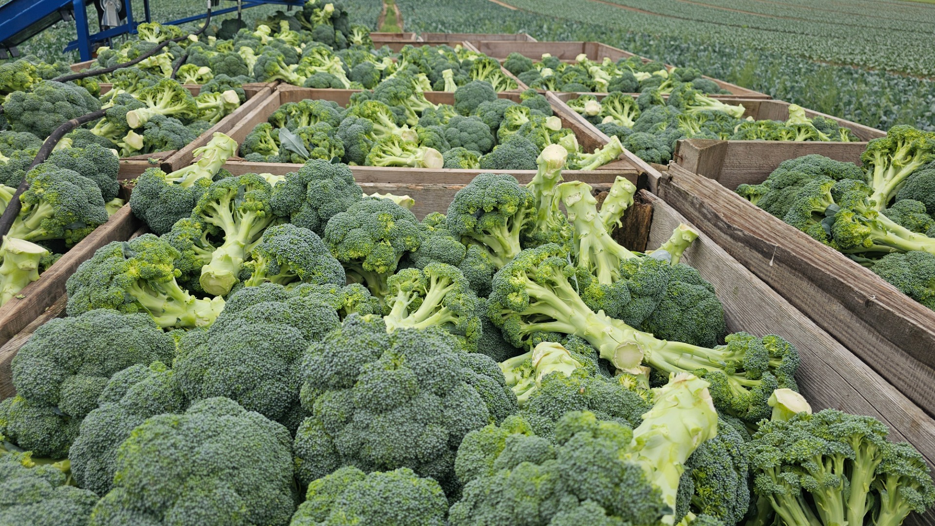 I'm selling large quantities of 500+ club broccoli, carefully prepared in crates