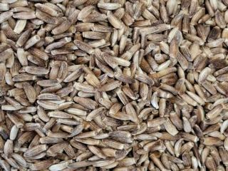 OFFER Milk thistle (Silybum Commodity: Milk thistle (Silybum marianum)