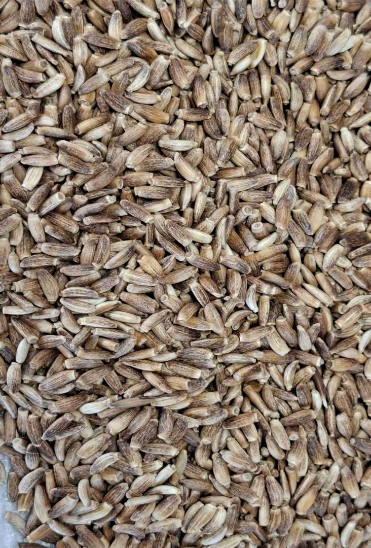 OFFER Milk thistle (Silybum Commodity: Milk thistle (Silybum marianum) Packaging: Large-volume Big-Bag bags (approx