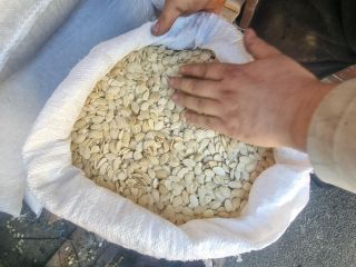 OFFER : Unshelled Pumpkin We offer the highest quality