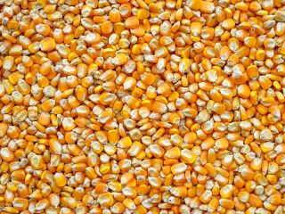 Latvian feed manufacturer is seeking suppliers of dry feed