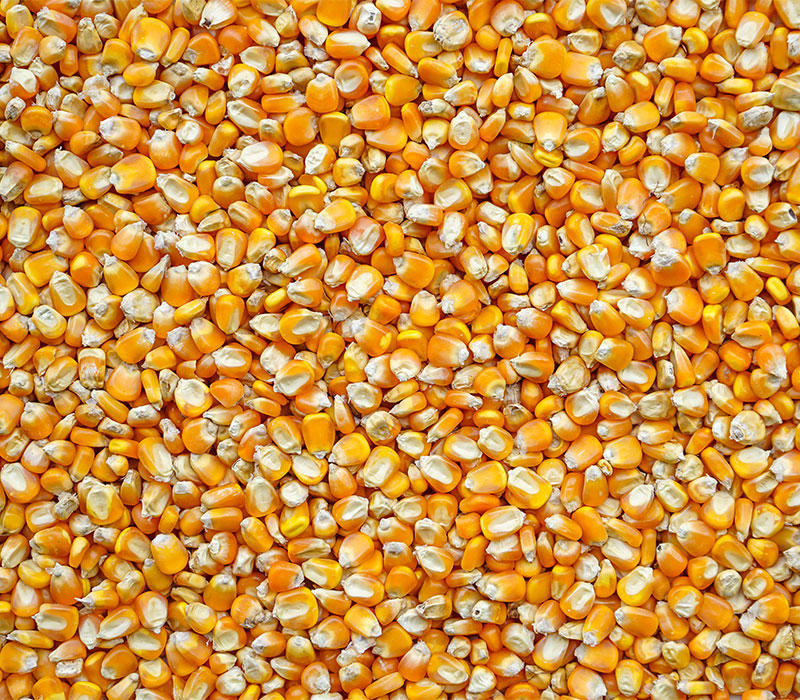 Latvian feed manufacturer is seeking suppliers of dry feed corn from Poland