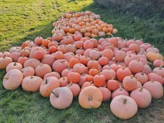 I will sell bambino pumpkins, justynka