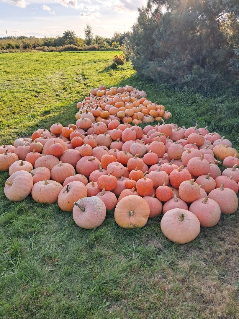 I will sell bambino pumpkins, justynka