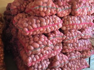 SELLING BELLA ROSA POTATOES – CALIBER 55+ – UP