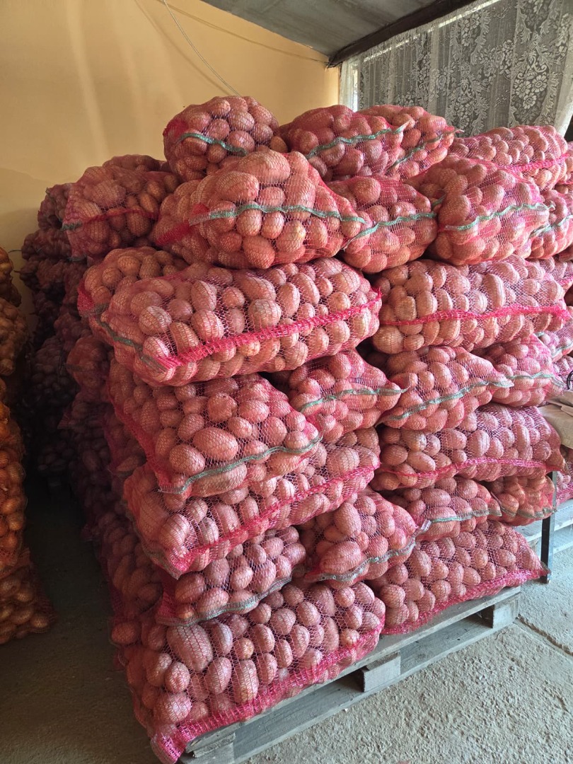 SELLING BELLA ROSA POTATOES – CALIBER 55+ – UP TO 100 TONS Agricultural producer offers for sale potatoes for consumption, Bella Rosa variety, caliber 55+