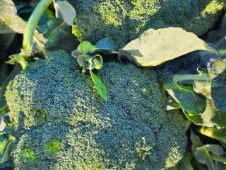 I will sell 600+ broccoli, price and quantity to