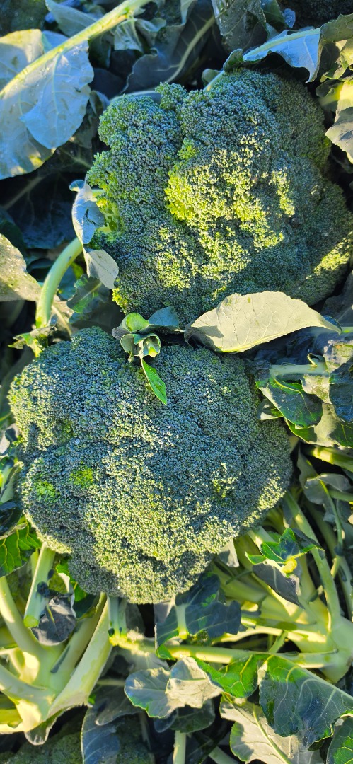 I will sell 600+ broccoli, price and quantity to be agreed