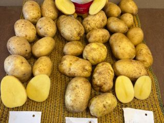 We offer potatoes from our own FITO production, with