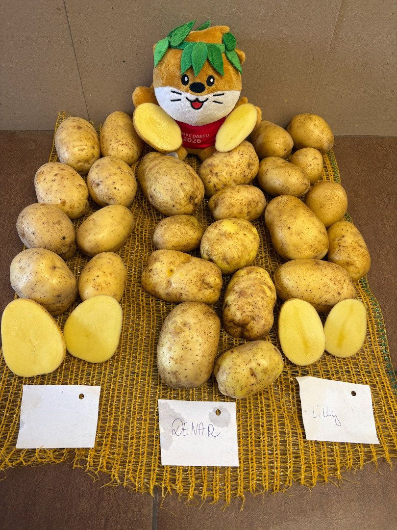 We offer potatoes from our own FITO production, with the ability to prepare the goods in a variety of packaging options tailored to customer needs