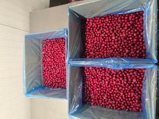 IQF sourcherries pitted 1cl. Oblacinska