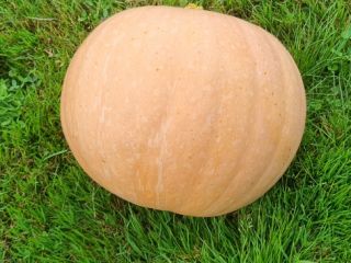 Good morning, I have a pumpkin for sale -