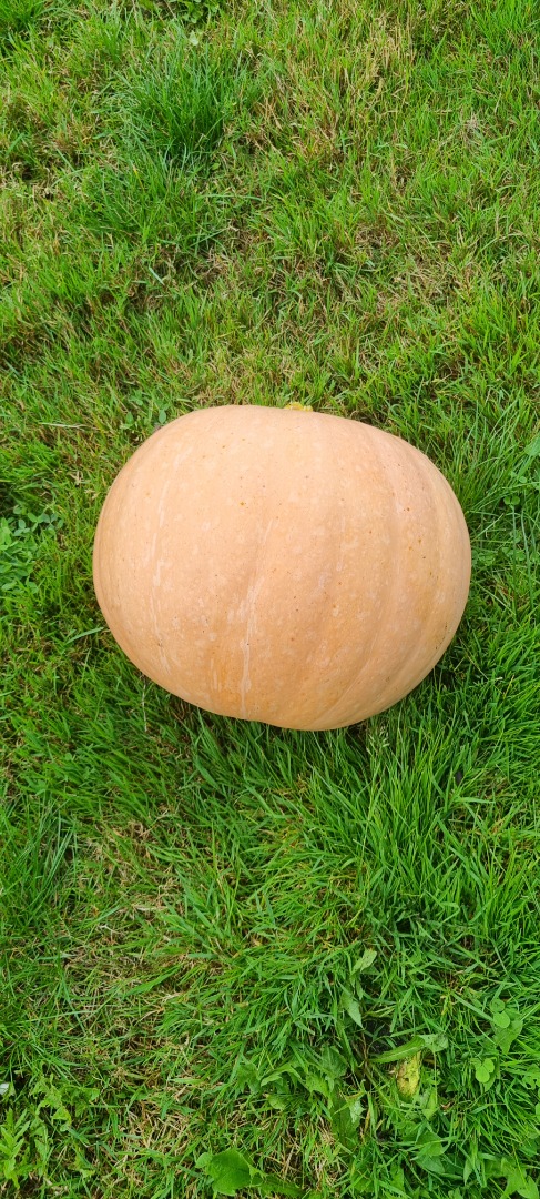 Good morning, I have a pumpkin for sale - Otylia variety - whole or peeled