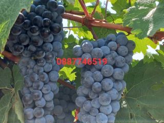 Grapes Cabernet Sauvignon and Rkatsiteli. Plovdiv District, with Matenitsa,