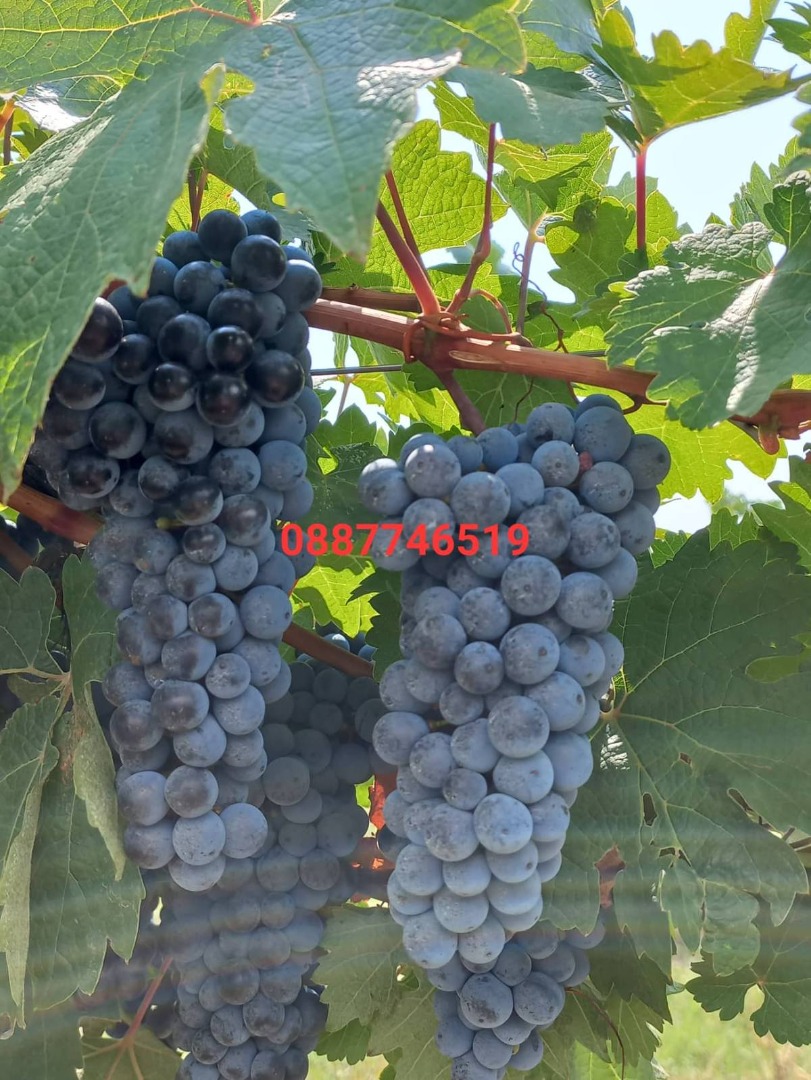 Grapes Cabernet Sauvignon and Rkatsiteli