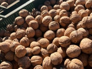 I am selling walnuts, harvest 2026, from my own