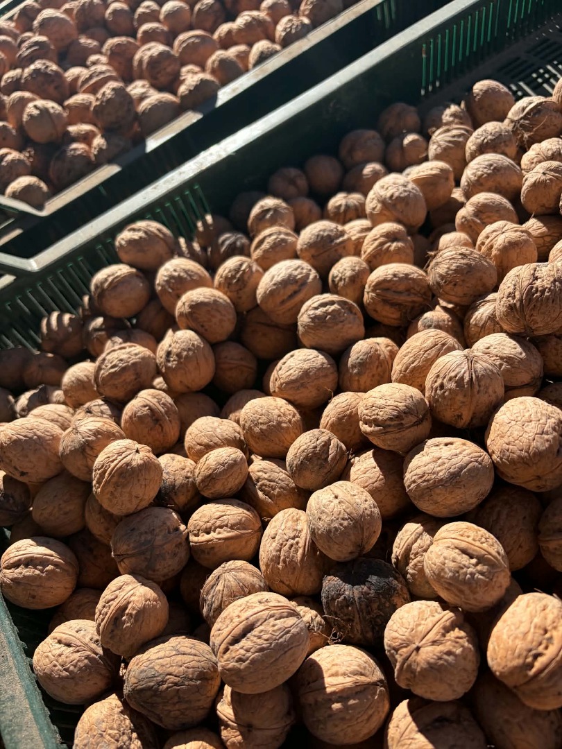 I am selling walnuts, harvest 2026, from my own farm, more information available by phone