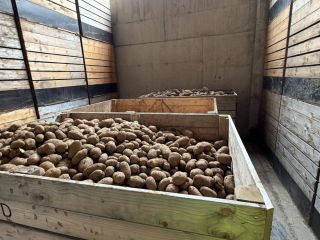 POTATO WHOLESALE – POLAND AND THE EU. We offer