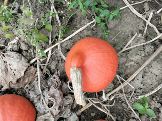 Hello, I have Hokkaido | Red Kuri pumpkins for