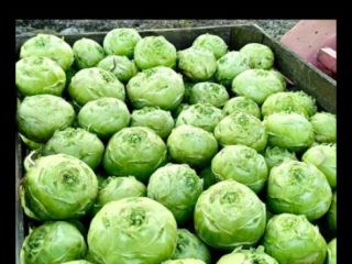 I will sell Kohlrabi Kossak, perfect for schools, frozen