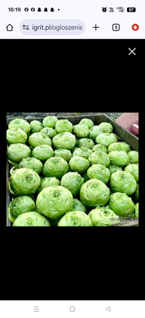 I will sell Kohlrabi Kossak, perfect for schools, frozen food or salads, weight 0.5-3 kg